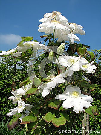 White Clematis Stock Photo