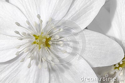 White Clematis Avalanche flower close up image. Beautiful spring flower Stock Photo