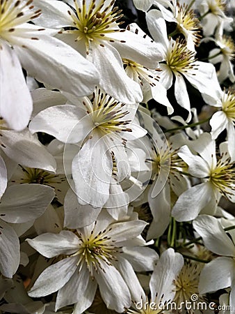 White clematis flowers, variety Avalanche Stock Photo