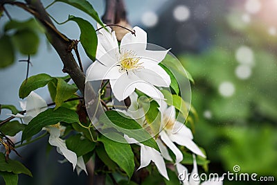 White Clematis Hyde Hall flowering among foliage Stock Photo
