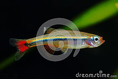 White Cloud Mountain minnow Stock Photo