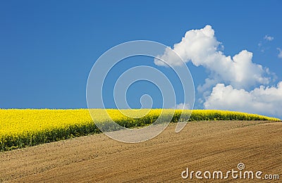 White clouds floated above the yellow rapeseed field Stock Photo