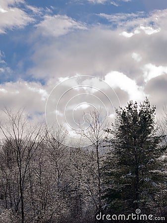 White clouds rolling down hillside over forest coated with ice Stock Photo