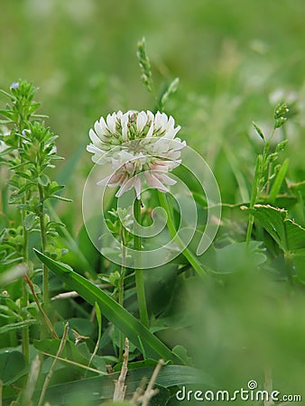 White clover Stock Photo