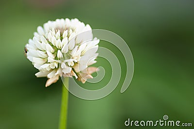 White clover Stock Photo