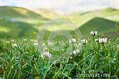 White clover flowers in the grass with dew early morning Stock Photo