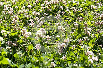white clover flowers grow in a field on a sunny day Stock Photo