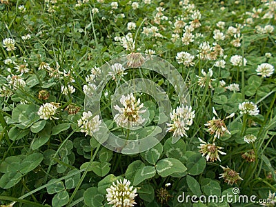 White clover plants Stock Photo