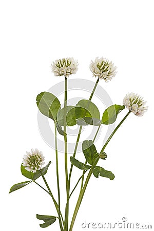 White clover Stock Photo