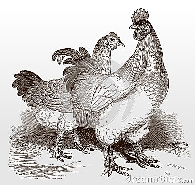 White cochin cock and hen, a breed of chicken Vector Illustration