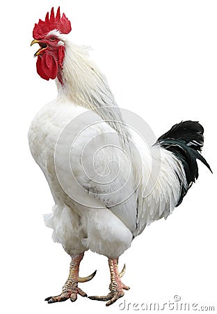 white-cock-rooster-isolated-10062011.jpg