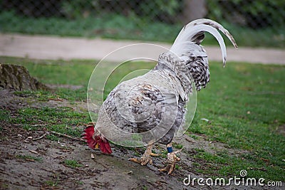 White cock in a Traditional free range poultry farming Stock Photo