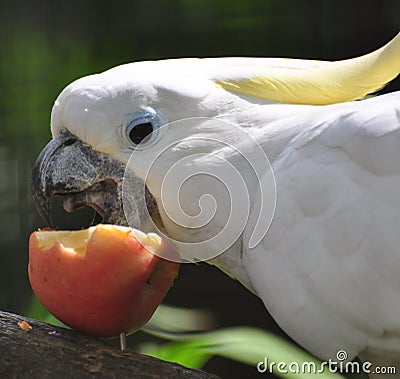 White Cockatoo Stock Photo