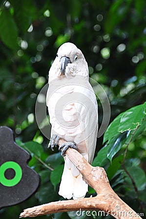 White Cockatoo Stock Photo