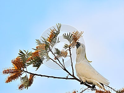White cockatoo Stock Photo
