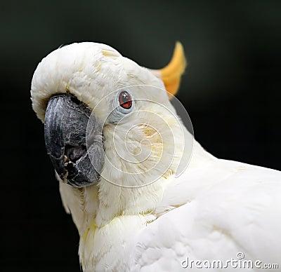 White cockatoo Stock Photo