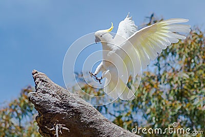 A White Cockatoo Landing On A Tree Stock Photo