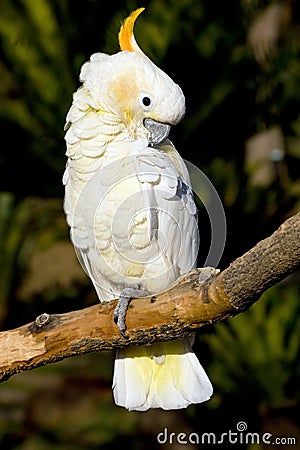 White cockatoo preening Stock Photo
