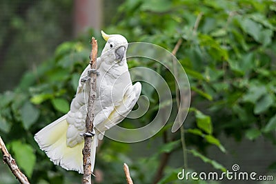 White Cockatoo in tree Stock Photo