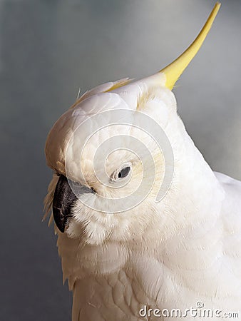 White Cockatoo Stock Photo