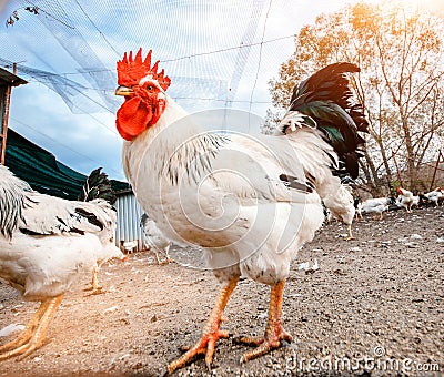 White cockerel on farm Stock Photo