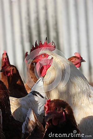 White Cockerel with red chickens Stock Photo