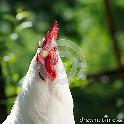 White Cockerel (Rooster) Stock Photo