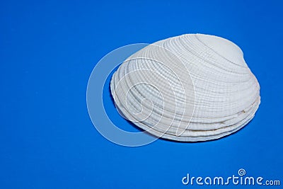 White cockleshell on a blue background. Stock Photo