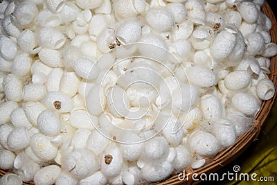 White Cocoon for protection in the pupal stage abstract background Stock Photo