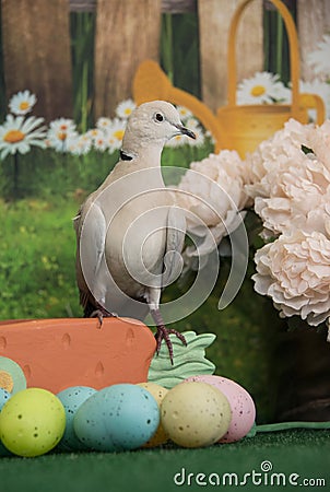 White collared dove closeup among colored Easter eggs and spring flowers Stock Photo