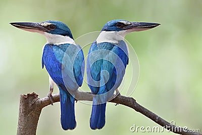 White-collared kingfishers in mating season, fascinated blue bird with large beaks perching together Stock Photo