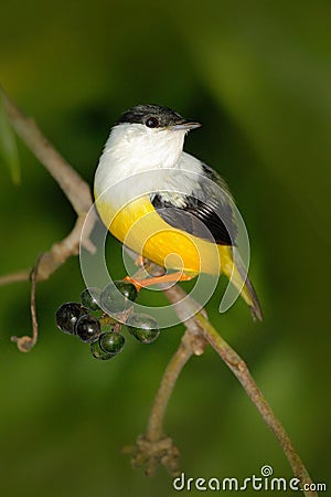 White-collared Manakin, Manacus candei, rare bizar bird, Nelize, Central America. Forest bird, wildlife scene from nature. White a Stock Photo