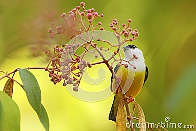 White-collared Manakin, Manacus candei, rare bizar bird, Nelize, Central America. Forest bird, wildlife scene from nature. White a Stock Photo