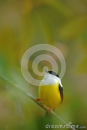 White-collared Manakin, Manacus candei, rare bizar bird, Nelize, Central America. Forest bird, wildlife scene from nature. White a Stock Photo