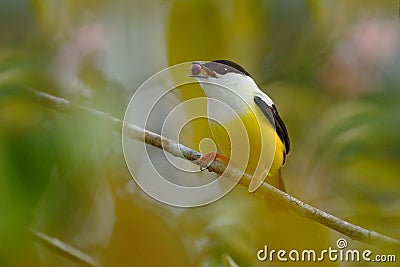 White-collared Manakin, Manacus candei, rare bizar bird, Nelize, Central America. Forest bird, wildlife scene from nature. White a Stock Photo