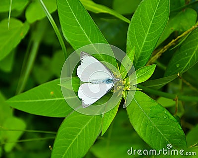 White Color Butterfly Stock Photo