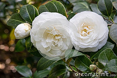 White color Camellia flowers, closeup photo; Stock Photo