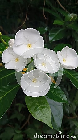 Tabernaemontana divaricata, Pinwheel flower, Natures Buggy, Tagar Double Stock Photo