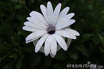 White color long petals flower with purple center Stock Photo