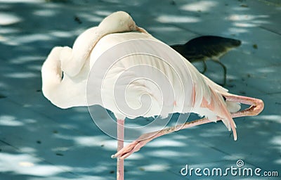 White color swan or heron bird Stock Photo