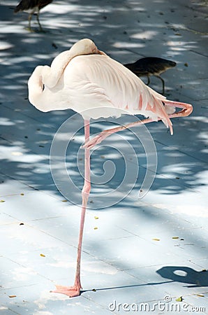 White color swan or heron bird Stock Photo