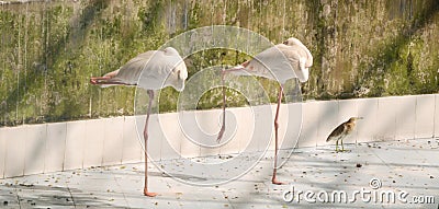 White color swan or heron bird Stock Photo