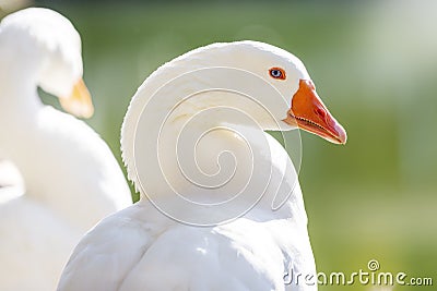 The white colored goose pilgrim looking at camera. The pilgrim is more like a fast growing. Stock Photo