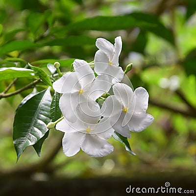 White colour flowers Stock Photo