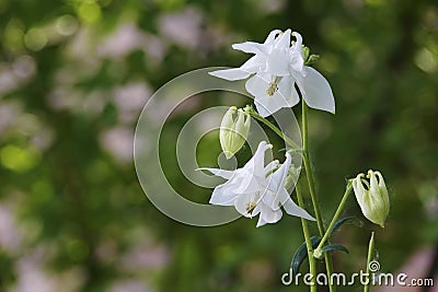 White columbine flowers Stock Photo