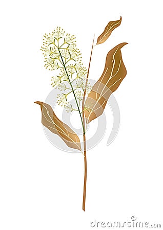 White Combretum Flower or Combretum Latifolium Flower Vector Illustration