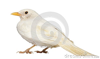 White Common Blackbird - Turdus merula Stock Photo