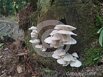 White Common Gilled fungi sprouting from the palm tree`s trunk Stock Photo