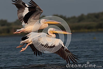 White common pelican flying over the lake Stock Photo