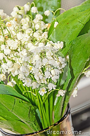 White Convallaria flowers, bouquet with green leafs, close up Stock Photo